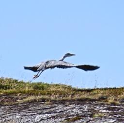 Grey Heron