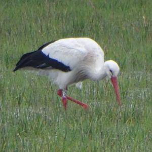 White Stork