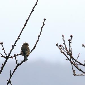 Eurasian Chaffinch