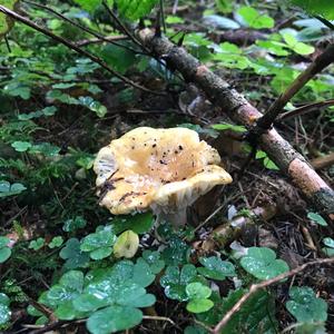 Yellow-ochre Russula