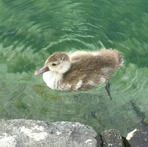 Red-crested Pochard