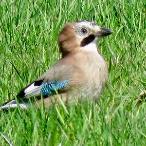 Eurasian Jay