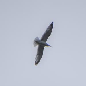 Black-headed Gull