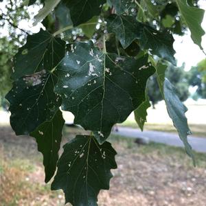 Unknown Species