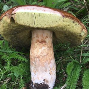 King Bolete