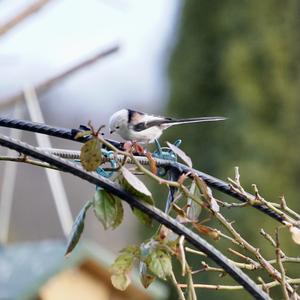 Long-tailed Tit