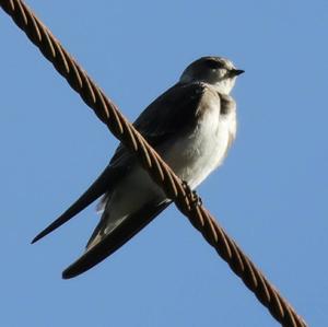 Sand Martin