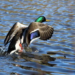 Mallard