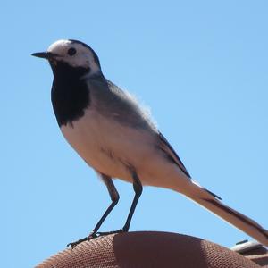 White Wagtail