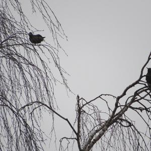 Common Starling