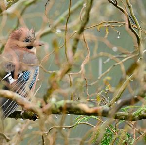 Eurasian Jay