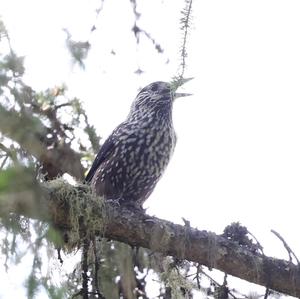 Spotted Nutcracker