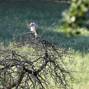 Common Buzzard