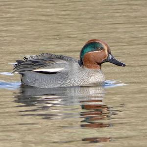 Common Teal