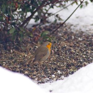 European Robin