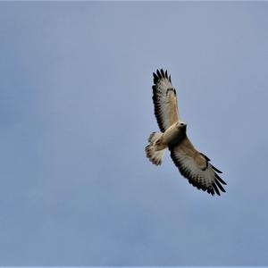 Common Buzzard