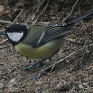 Great Tit