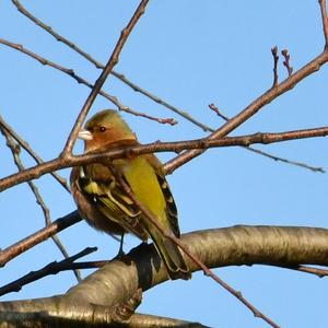 Eurasian Chaffinch