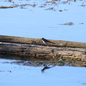 White Wagtail