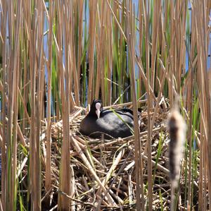 Common Coot