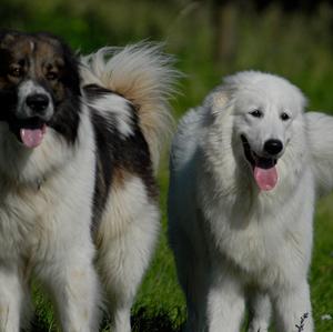 Unknown Breed