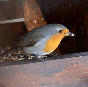 European Robin