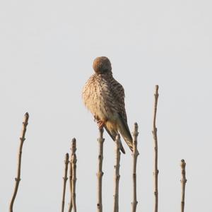 Common Kestrel