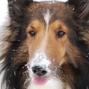 Shetland Sheepdog