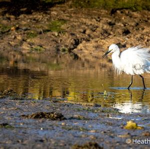 Little Egret