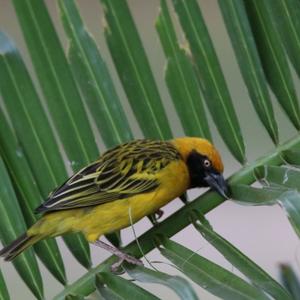 Vitelline Masked-weaver