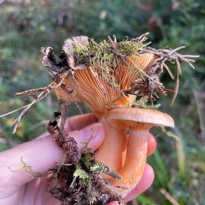 False Saffron Milk Cap