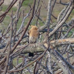 Eurasian Hoopoe