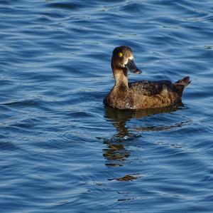 Tufted Duck