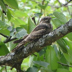 Eurasian Nightjar