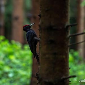 Black woodpecker