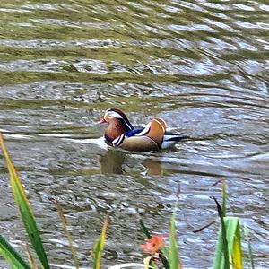 Mandarin Duck