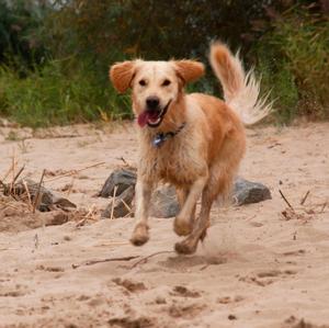 Retriever (Golden)