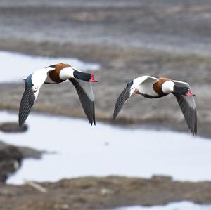 Common Shelduck