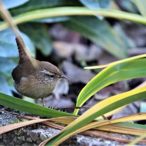 Winter Wren