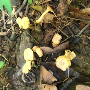 Chanterelle, Common