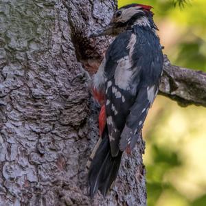 Great Spotted Woodpecker