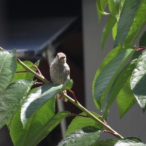 House Sparrow