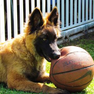 Belgian Tervuren