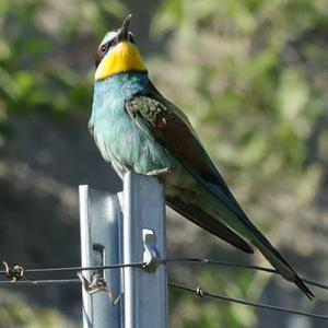 European Bee-eater