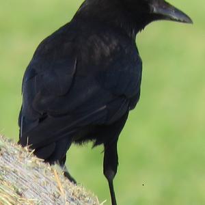 Carrion Crow