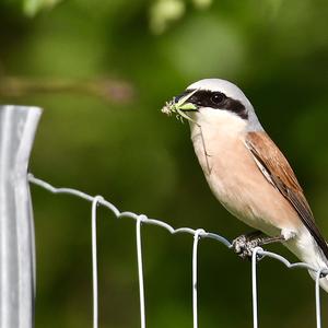 Red-backed Shrike