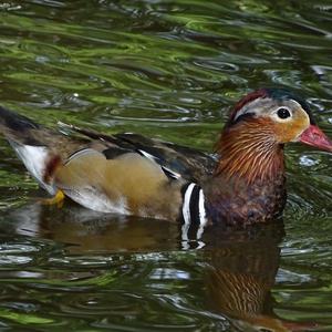 Mandarin Duck