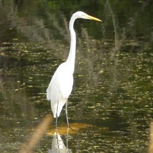 Great Egret