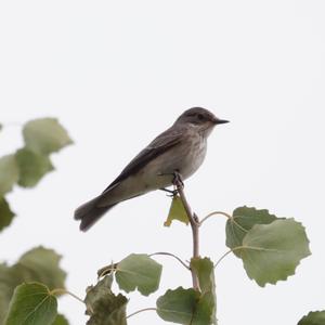 European Pied Flycatcher