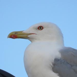 Yellow-legged Gull